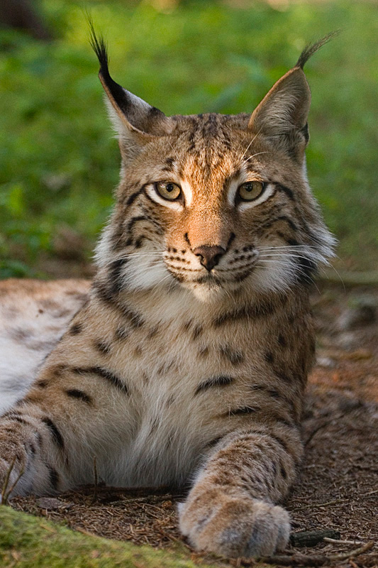 Albanian lynx, Albania  Photo