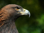 Golden eagle, the national symbol of Albania, Albania photo