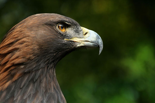 Golden eagle, the national symbol of Albania, Tirana, Albania photo