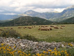 Pasture, Albania photo