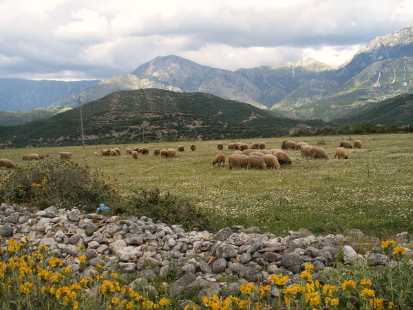 Pasture, Albania photo