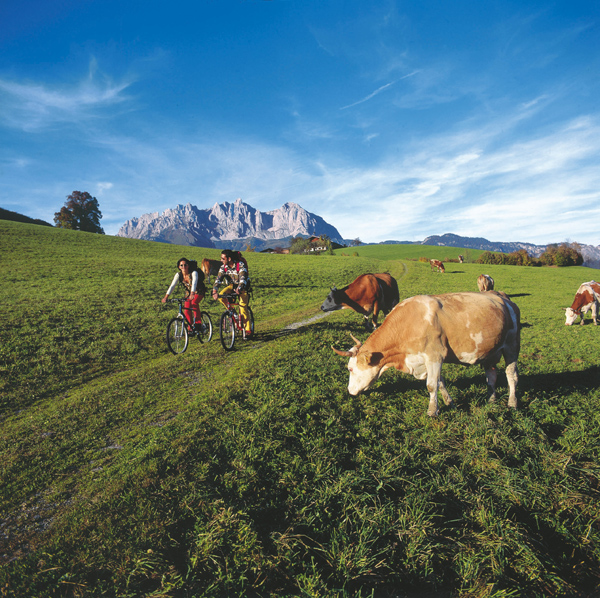 Biking past cows near Going, Tyrol, Austria Photo