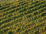 Vineyards, Southern Styria, Austria photo