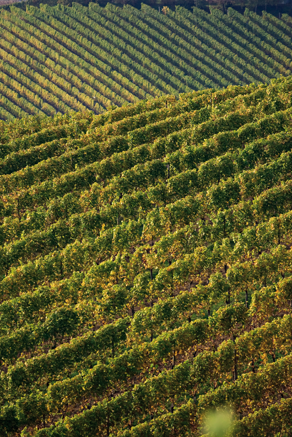 Vineyards, Southern Styria, Austria Photo