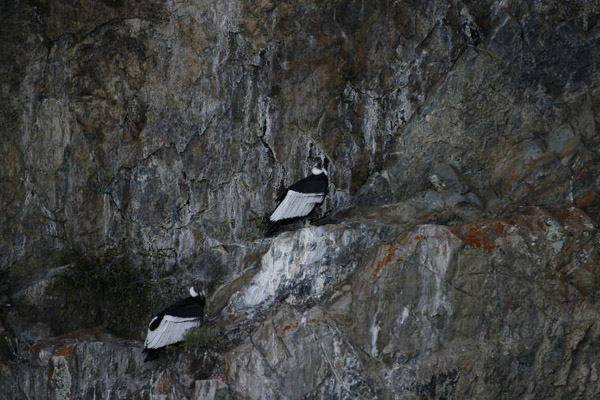 Andean condors, Torres del Paine National Park, Chile photo