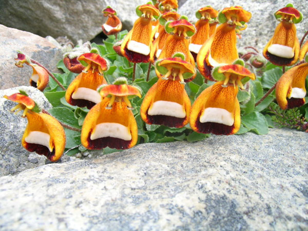 Calceolaria uniflora, Torres del Paine National Park, Chile photo