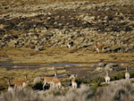 Guanacos, Lauca National Park, Chile photo