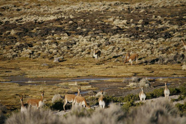 Guanacos, Lauca National Park, Chile photo