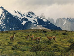 Guanacos, Torres Del Paine National Park, Chile photo