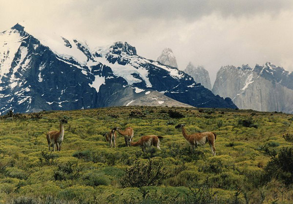 Guanacos, Torres Del Paine National Park, Chile photo