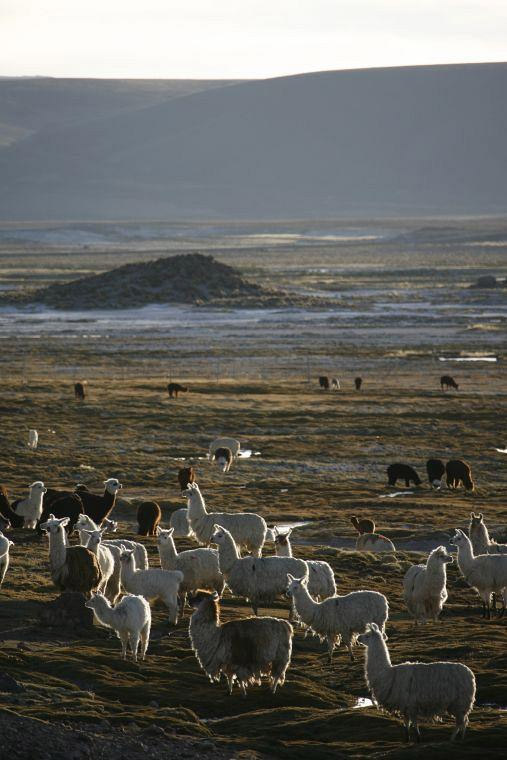 Llamas, Lauca National Park, Chile photo