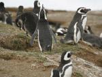 Penguins, Magallanes, Chilean Antarctic Region, Chile photo