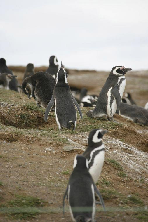 Penguins, Magallanes, Chilean Antarctic Region, Chile photo