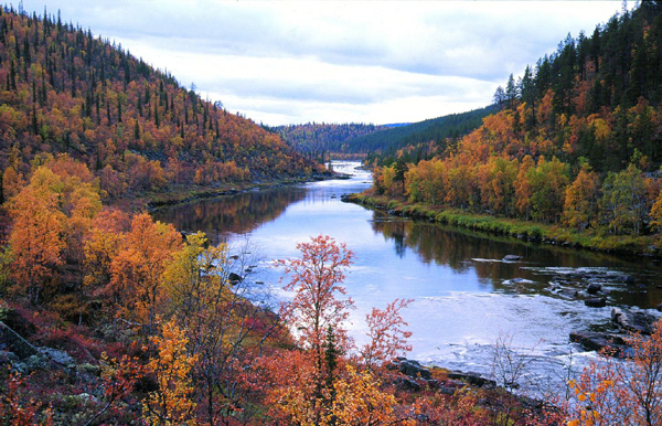 Fall colors, Kakslauttanen, Finland Photo