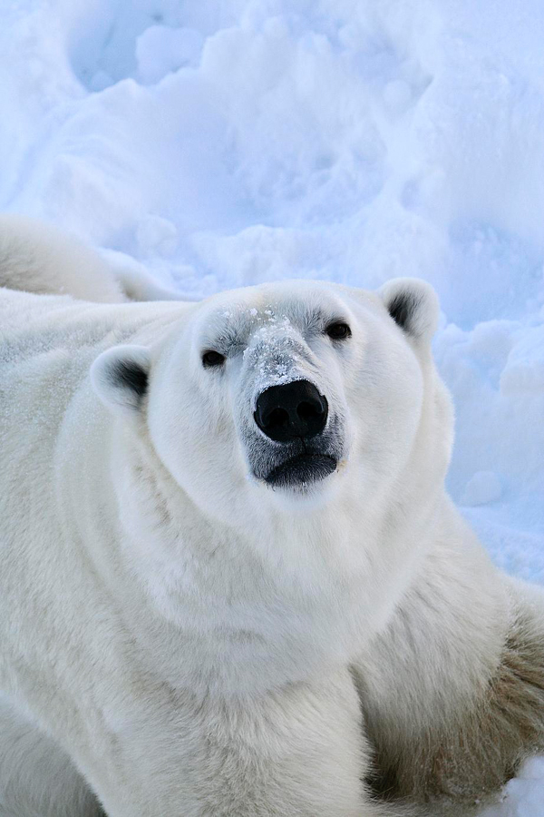 Polar bear, Laponia (Lapland), Finland Photo