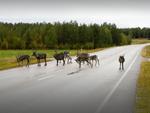 Reindeer, Lapland (Lapponia), Finland photo