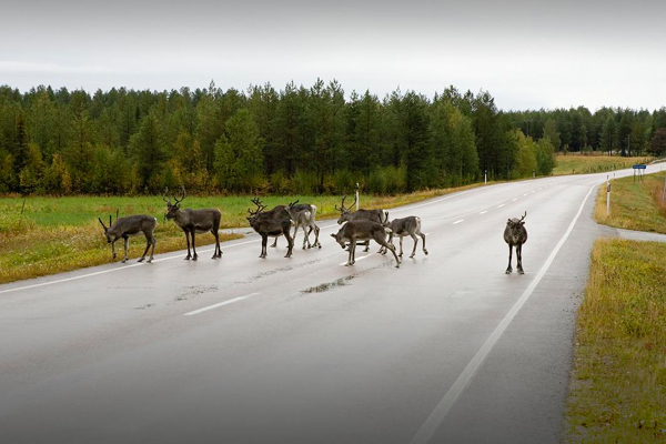 Reindeer, Lapland (Lapponia), Finland Photo