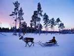 Reindeer sled, Lapponia (Lapland), Finland photo
