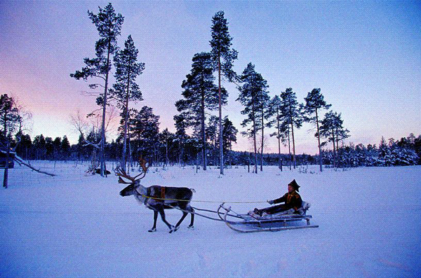Reindeer sled, Lapponia (Lapland), Finland Photo