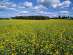 Summer field, Finland photo