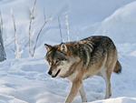 Wolf in the wild, Lapponia (Lapland), Finland photo