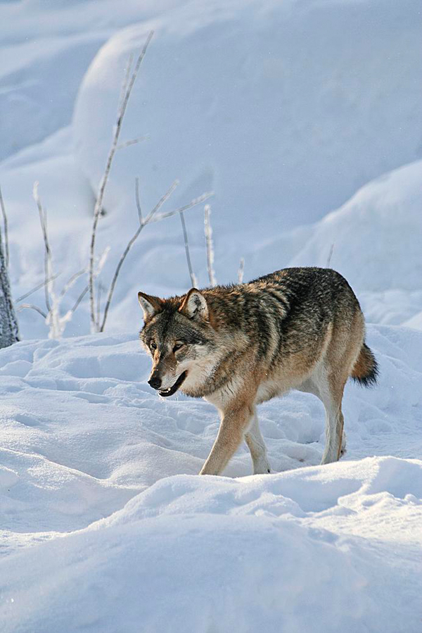 Wolf in the wild, Lapponia (Lapland), Finland Photo