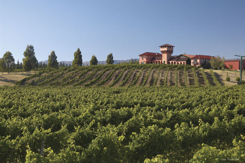 Marlborouhg vineyard, New Zealand Photo