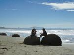 Moeraki boulders, New Zealand photo