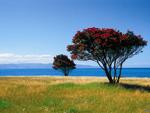 Pohutukawa trees, New Zealand photo