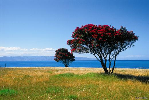 Pohutukawa trees, New Zealand Photo
