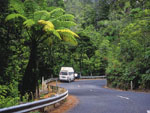 Waipoua Forest, New Zealand photo