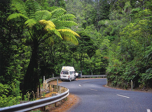 Waipoua Forest, New Zealand Photo