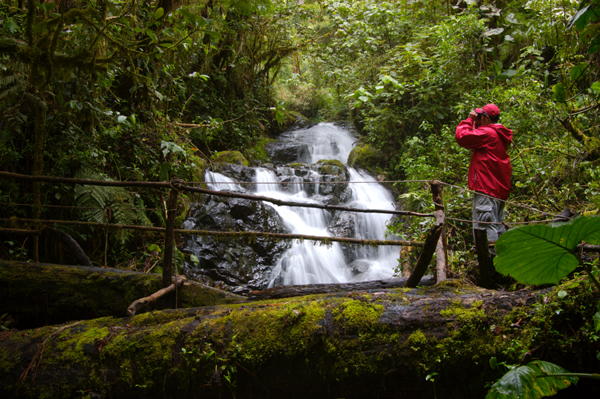 Water fall in the cloud forest, Amistad International Park,Chiriqui province, Panama Photo