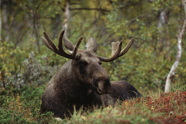 Elk, Jokkmokk, Lapland, Sweden photo