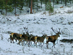 Deer in the mountains of Eskisehir province, Turkey photo