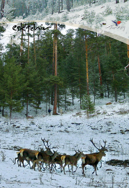 Deer in the mountains of Eskisehir province, Turkey photo