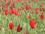 Wild tulips, Mus province, Turkey photo