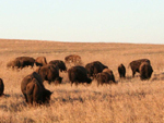 American bison, Tallgrass Prairie Nature Preserve, Oklahoma, United States photo