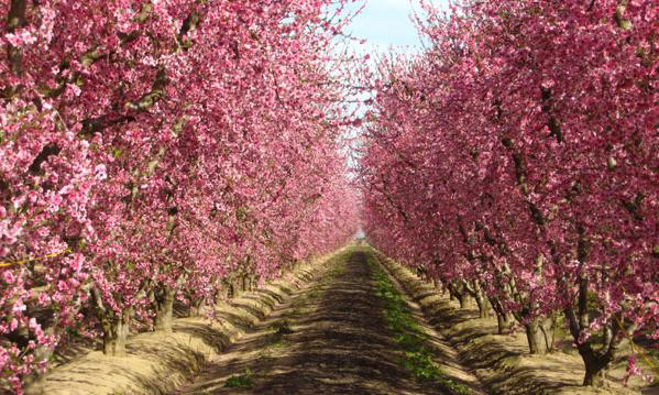 Blossom Trail, Fresno, California, United States photo