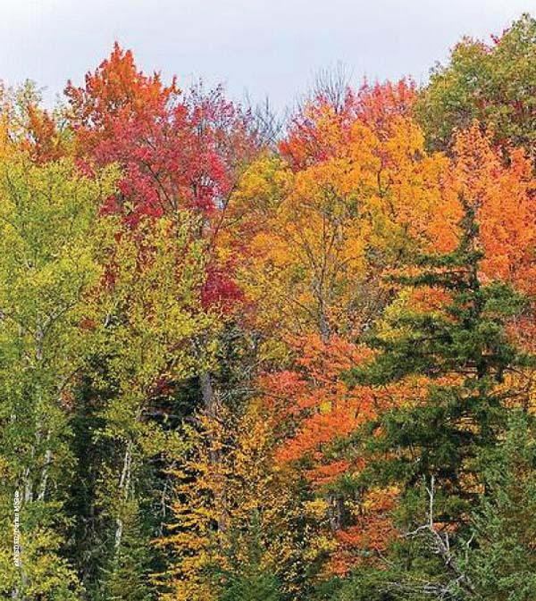 Fall colors, Upstate New York, United States photo