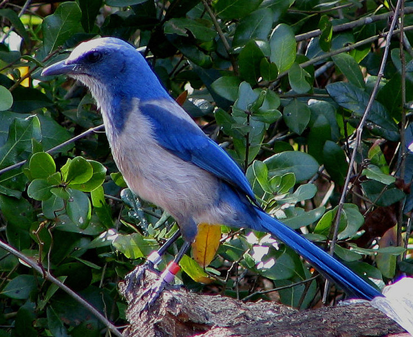 Florida scrub jay, Florida, United States photo