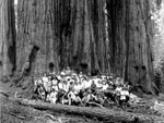 Giant trees, Seqoia and Kings Canyon National Park, California, United States photo